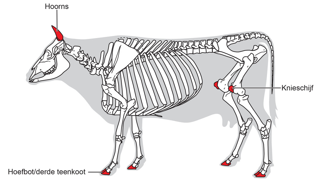 Overige botten Natuurwijzer